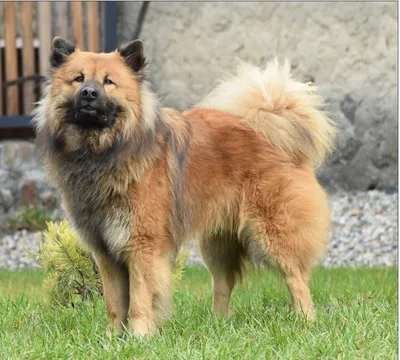 Artaban Voivier Žítková