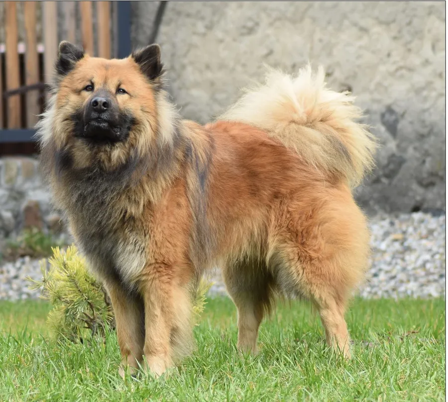 Artaban Voivier Žítková