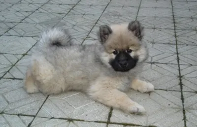 Vrh – Žádná štěňata momentálně nejsou k dispozici